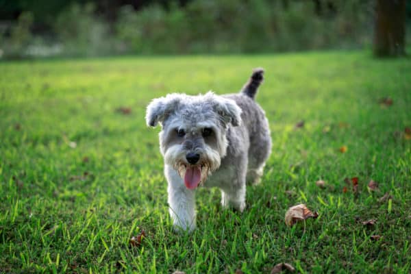 The 7 Types of Yorkie Breeds - A-Z Animals