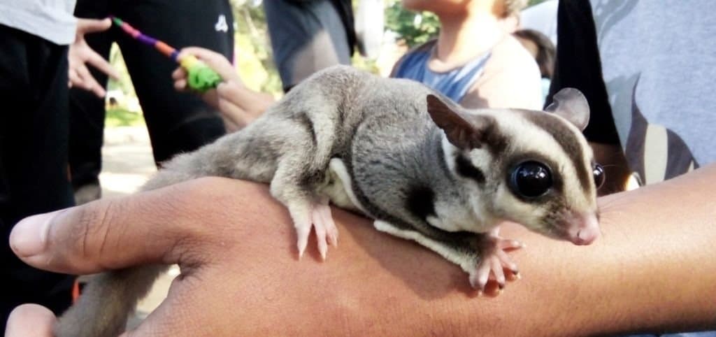 A sugar glider resting on a person's hand.