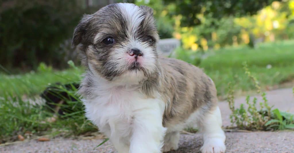 Torkie Puppy Plays Outside