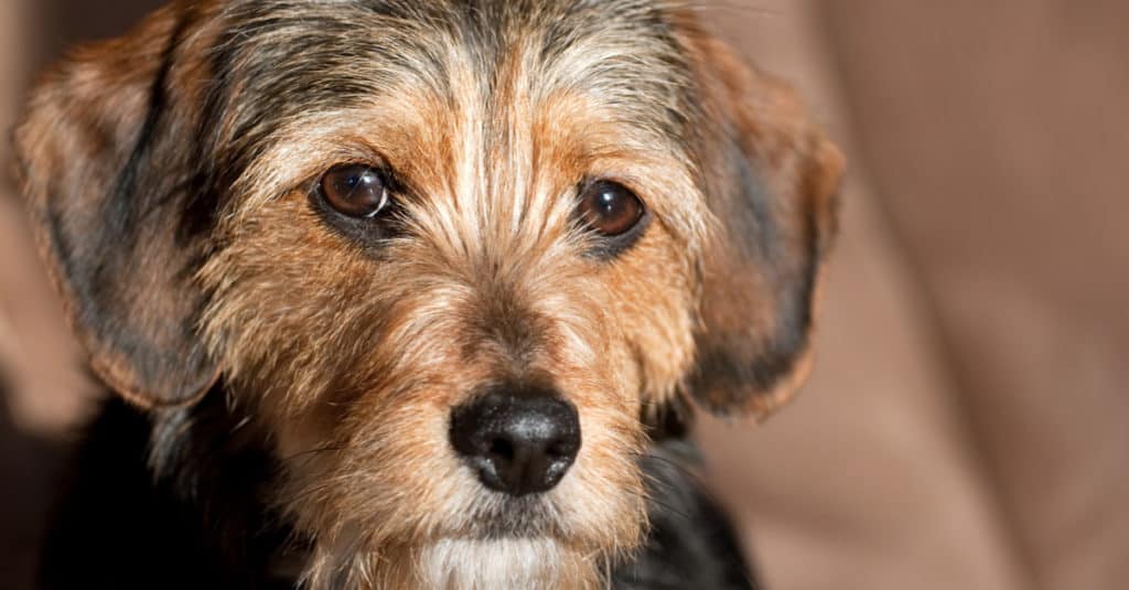 Fox terrier hot sale yorkie mix