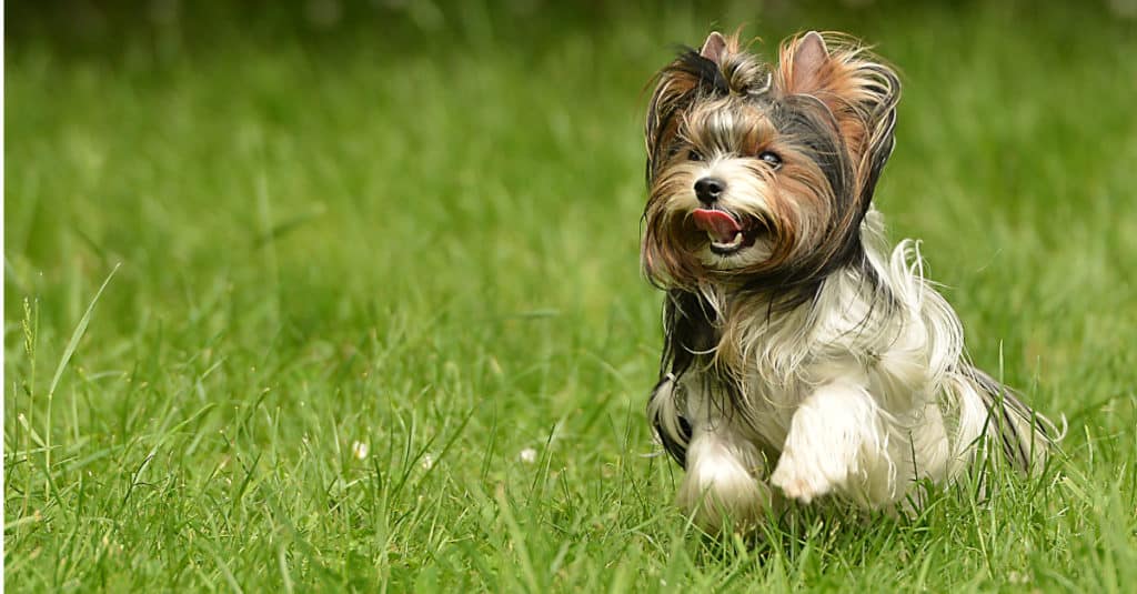 Yoranian Running Across A Lawn