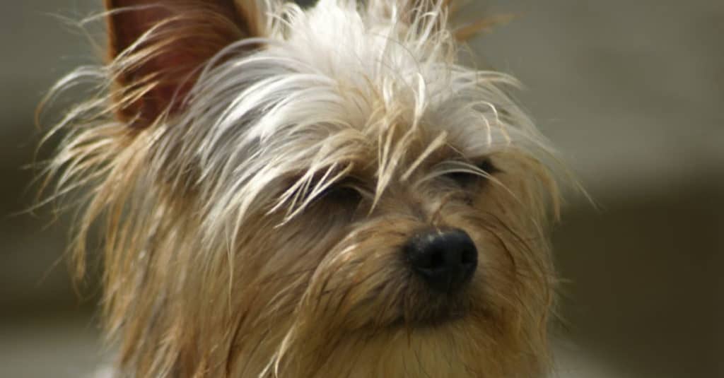 Close Up Photo of a Yorkie Pom