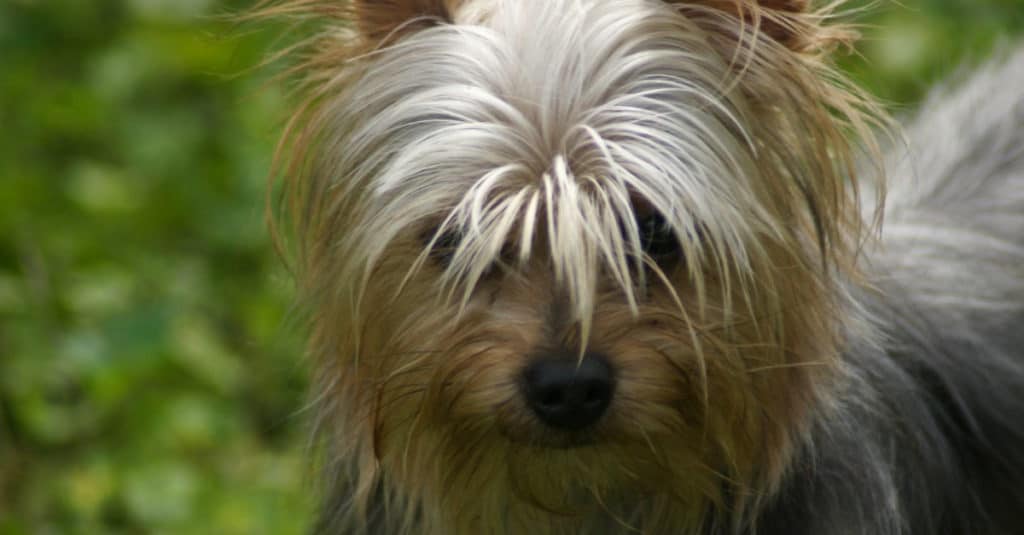 Yoranian With A Cute Fluffy Face