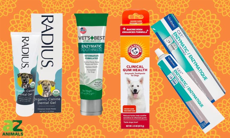 Best Dog Toothpaste