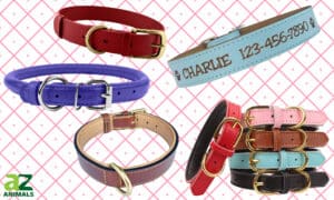 We Rounded Up the Best Leather Dog Collars Picture