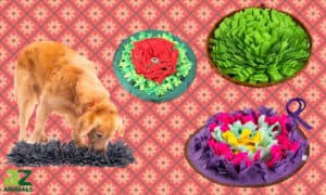 The Best Snuffle Mat for Dogs: Reviewed for You Picture