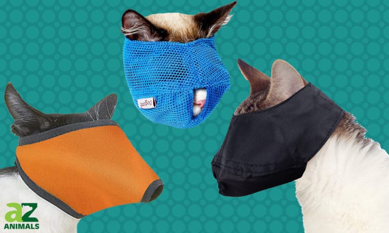 Best Cat Muzzle