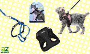 Here Are Our Top Choices for the Best Cat Harnesses Picture