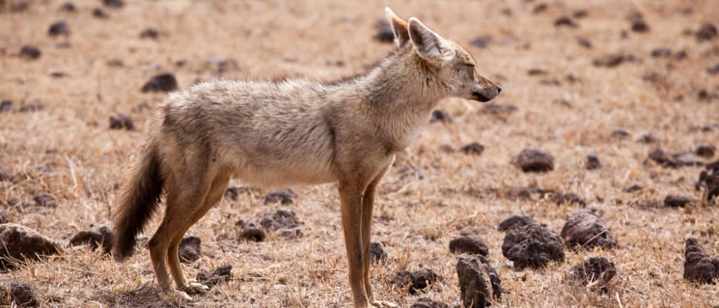 African golden wolf