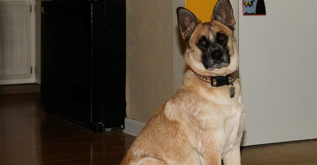 Close-up of Akita Shepherd sitting in the sitting room.