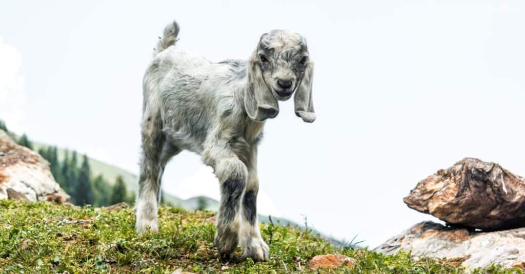 A playful baby Alpine goat.