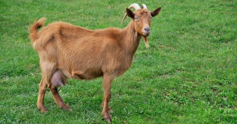 An Alpine Goat in a meadow.