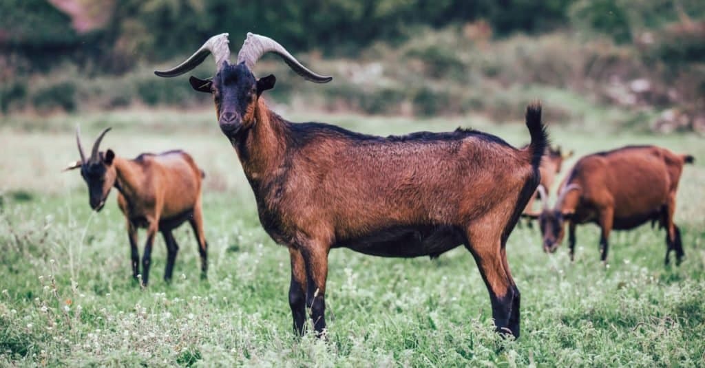 Herd of alpine goats grazing on a meadow