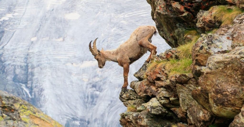 An Alpine Goat descends a cliff of a mountain in the Swiss Alps.