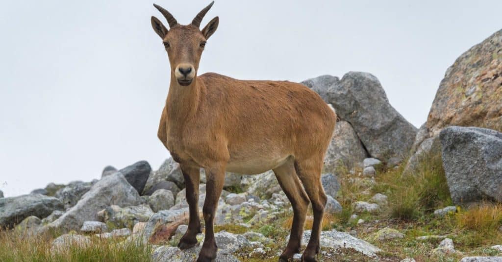 Alpine Goat standing among rocks in the mountain.