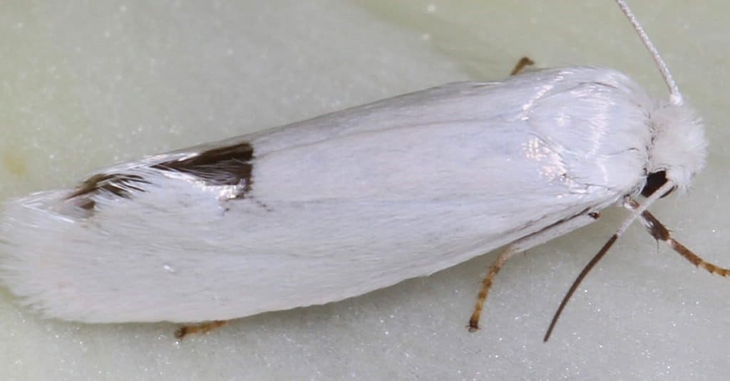 Amazing Desert Animals Yucca Moth