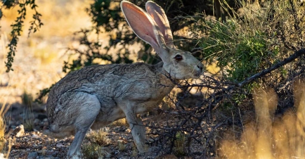 Amazing Desert Animals: Antelope Jackrabbit