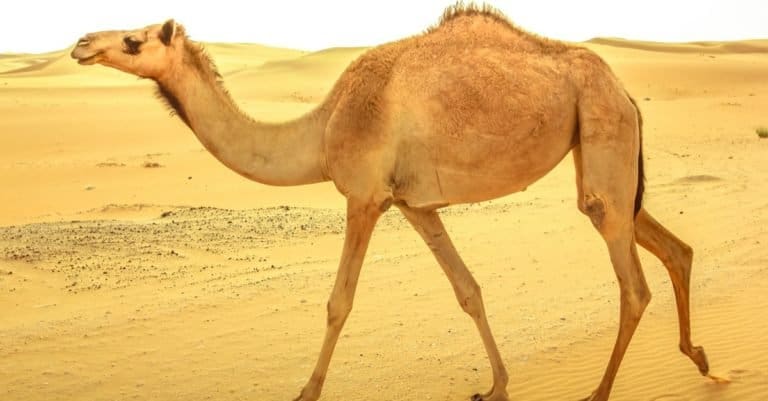 Amazing Desert Animals: Dromedary Camel