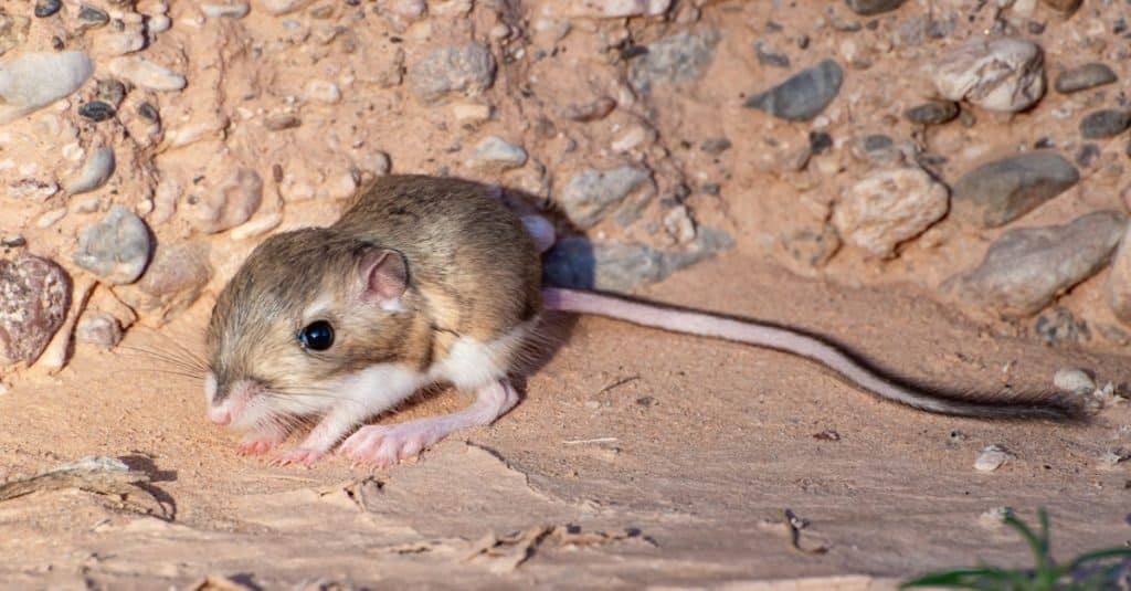 An Encounter with the Giant Kangaroo Rat