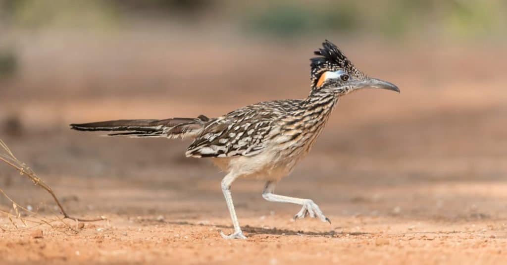 Amazing Desert Animals: Roadrunner