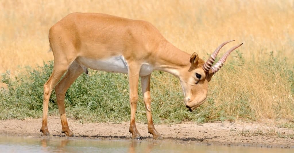 A Saiga Antelope grazing in its natural habitat