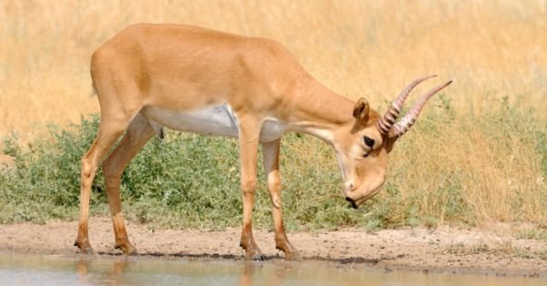 The 10 Most Amazing Desert Animals A Z Animals