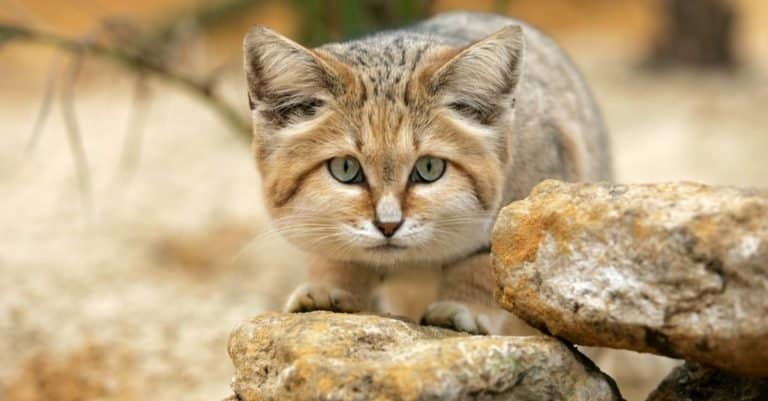 Amazing Desert Animals: Sand Cat