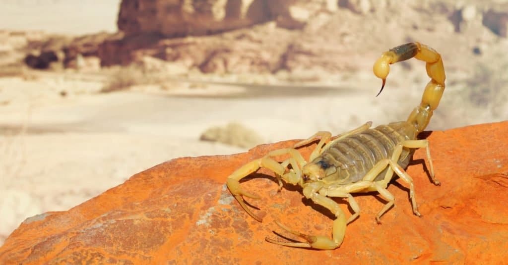 Amazing Desert Animals: Scorpion