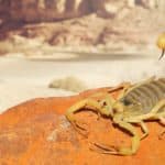 Yellow Scorpion on red sand stone, with mountain of colored stony desert landscape in the background. 