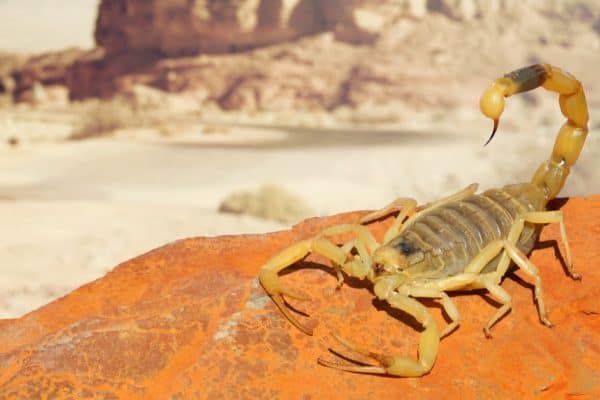Yellow Scorpion on red sand stone, with mountain of colored stony desert landscape in the background. 
