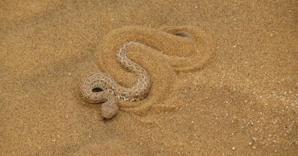 Amazing Desert Animals: Sidewinder