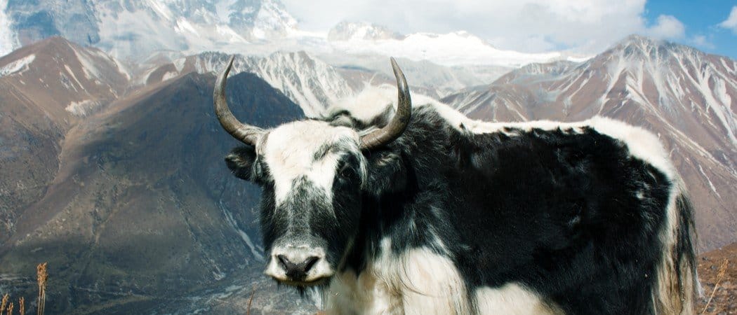 The 10 Most Amazing Mountain Animals - AZ Animals