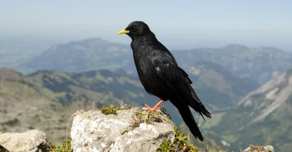 Amazing Mountain Animal: Alpine Chough