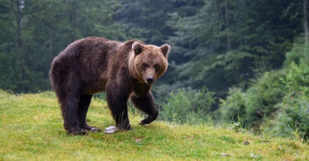 Amazing Mountain Animal: Brown Bear