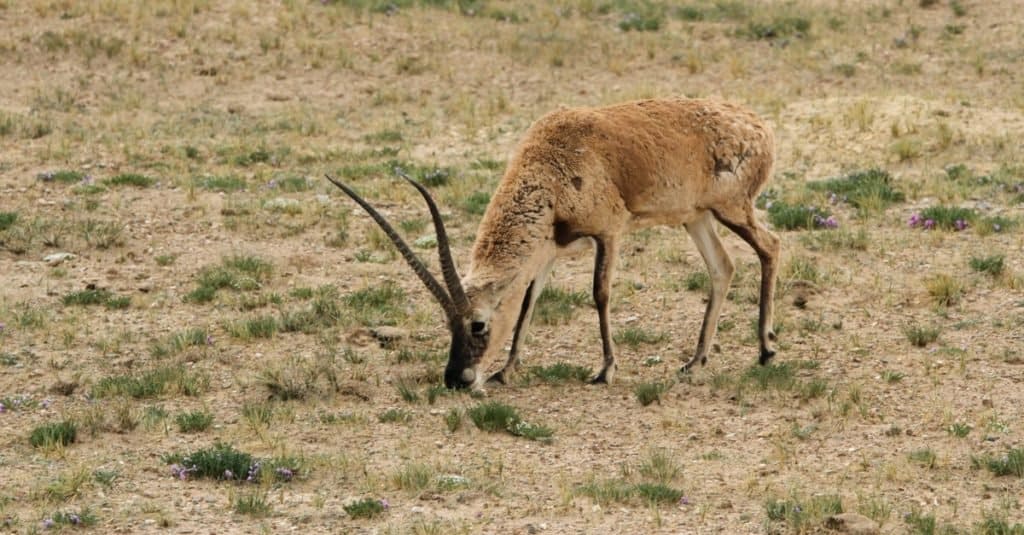 Amazing Mountain Animal: Chiru