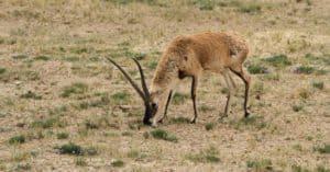 What Do Gazelles Eat? 8 Staples of Their Diet Picture