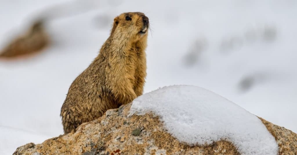 Amazing Mountain Animal: Himalayan Marmot