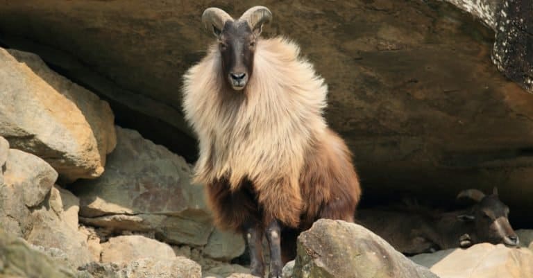 Amazing Mountain Animal: Himalayan Tahr