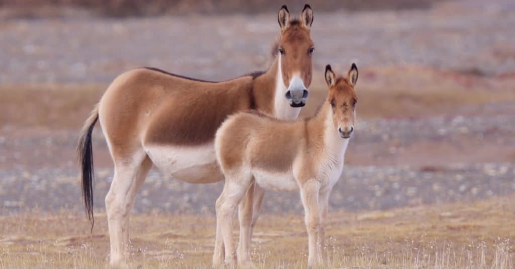 Amazing Mountain Animal: Kiang