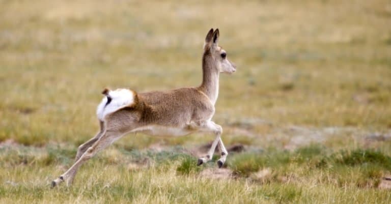 Amazing Mountain Animal: Tibetan Gazelle