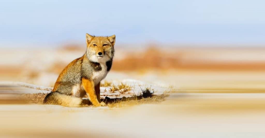 Amazing Mountain Animal: Tibetan Sand Fox