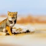 It's unknown exactly why the Tibetan fox developed its signature square head. Some researchers believe that the unique shape helps with vision or camouflage, while others say that the square face is a natural product of the windy environment on the plateau.