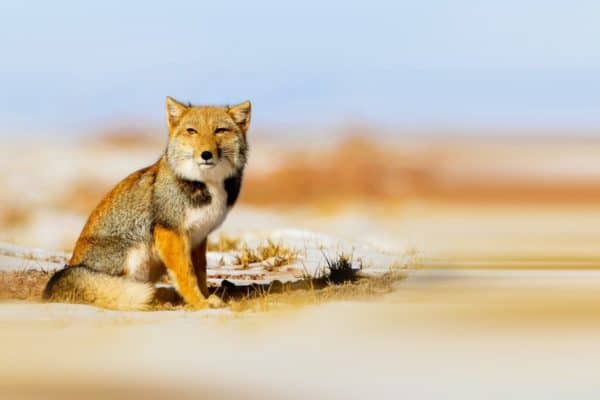 It's unknown exactly why the Tibetan fox developed its signature square head. Some researchers believe that the unique shape helps with vision or camouflage, while others say that the square face is a natural product of the windy environment on the plateau.