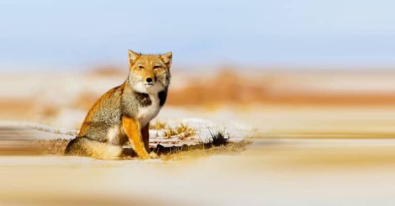 Amazing Mountain Animal: Tibetan Sand Fox