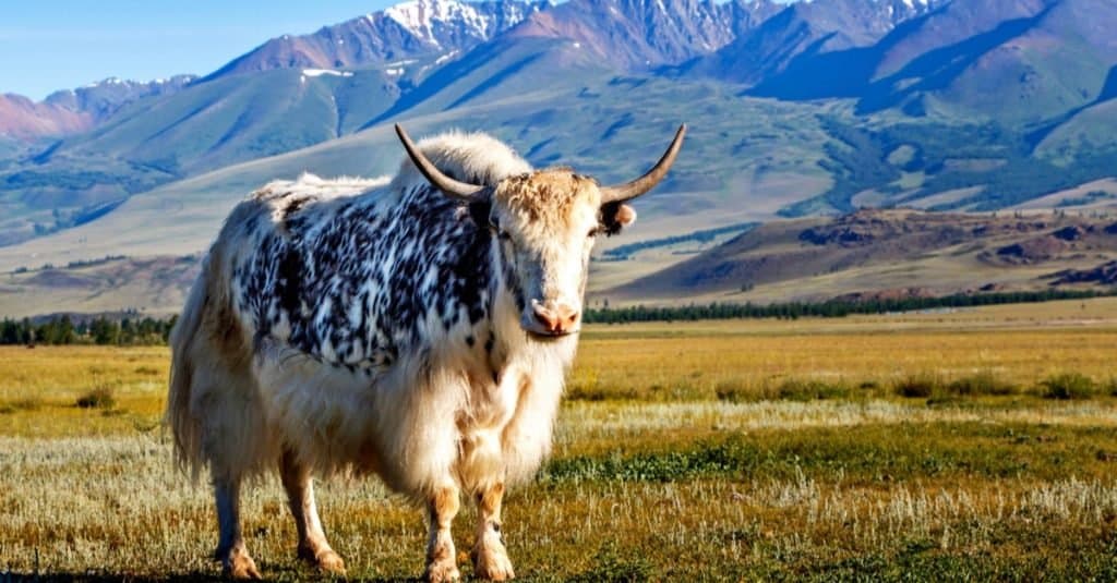 Increíble animal de montaña: Yak