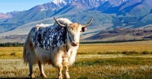 10 Incredible Yak Facts Picture
