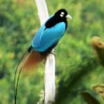 A Blue Bird-of-Paradise in Enga Province of Papua New Guinea. The Blue Bird of Paradise is regarded by ornithologists as the loveliest of all birds.