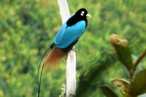 A Blue Bird-of-Paradise in Enga Province of Papua New Guinea. The Blue Bird of Paradise is regarded by ornithologists as the loveliest of all birds.