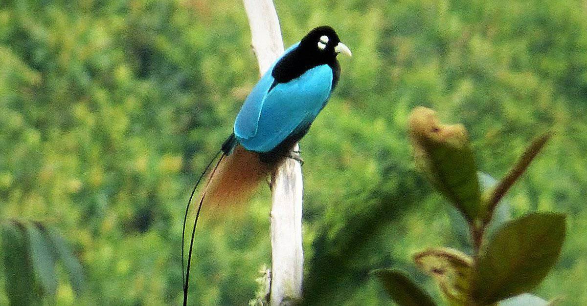Amazing tropical rainforest animal blue bird of paradise