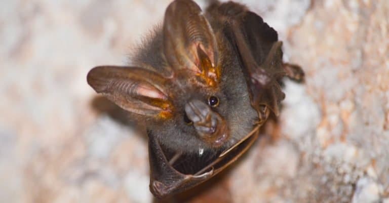 Amazing Rainforest Animal: Australian False Vampire Bat